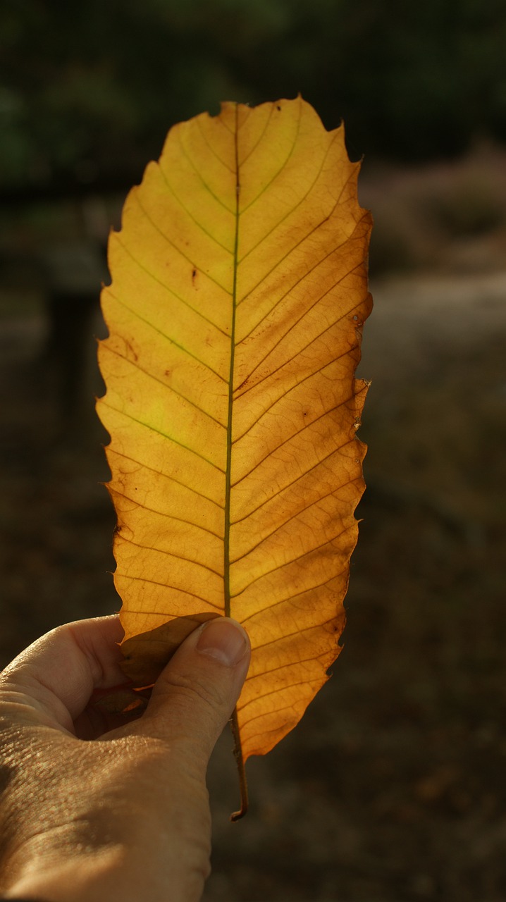 chestnut leaf, sweet chestnut, yellow leaf-7414520.jpg